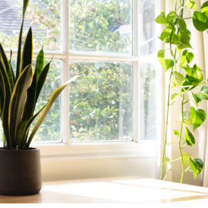 Sansevieria and Golden Pathos Money Tree Plants Feng Shui